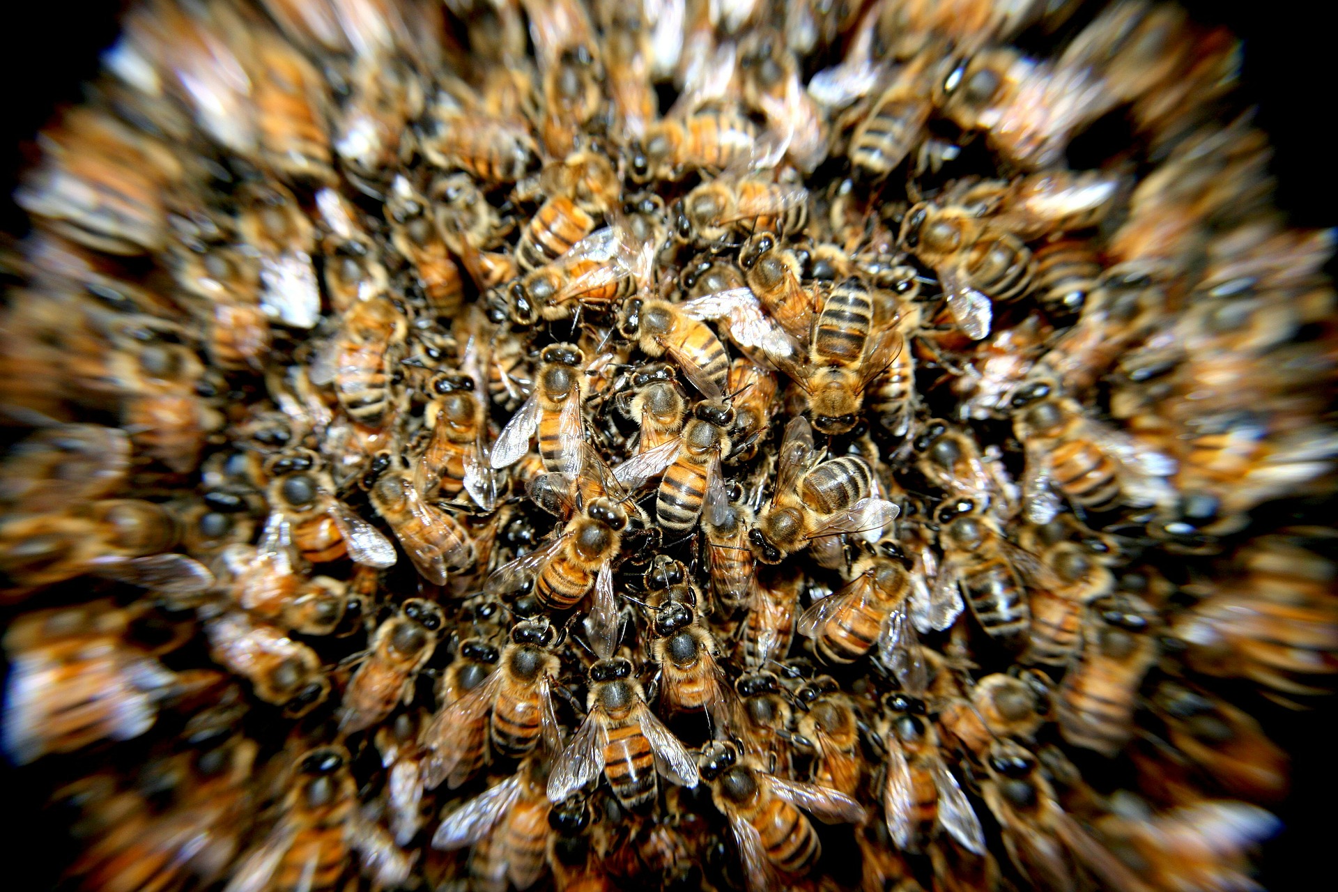 Ein Haufen voller Bienen.