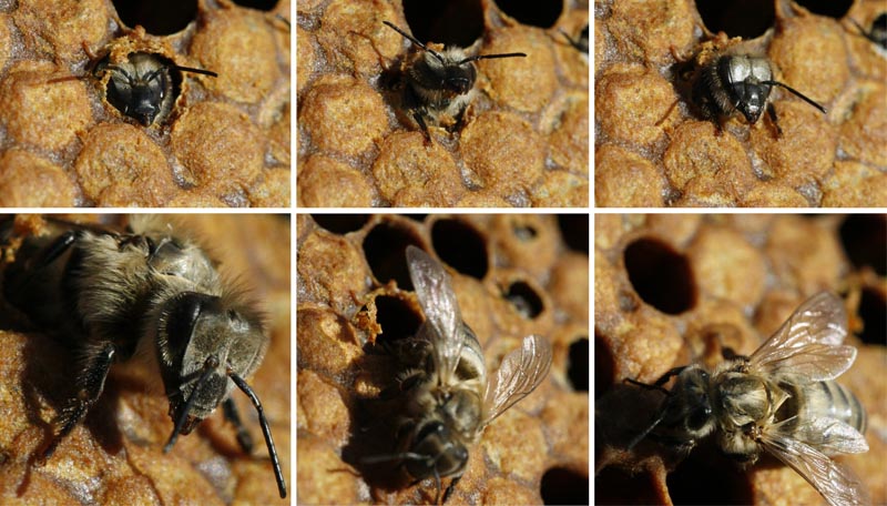 Eine Biene schlüpft
