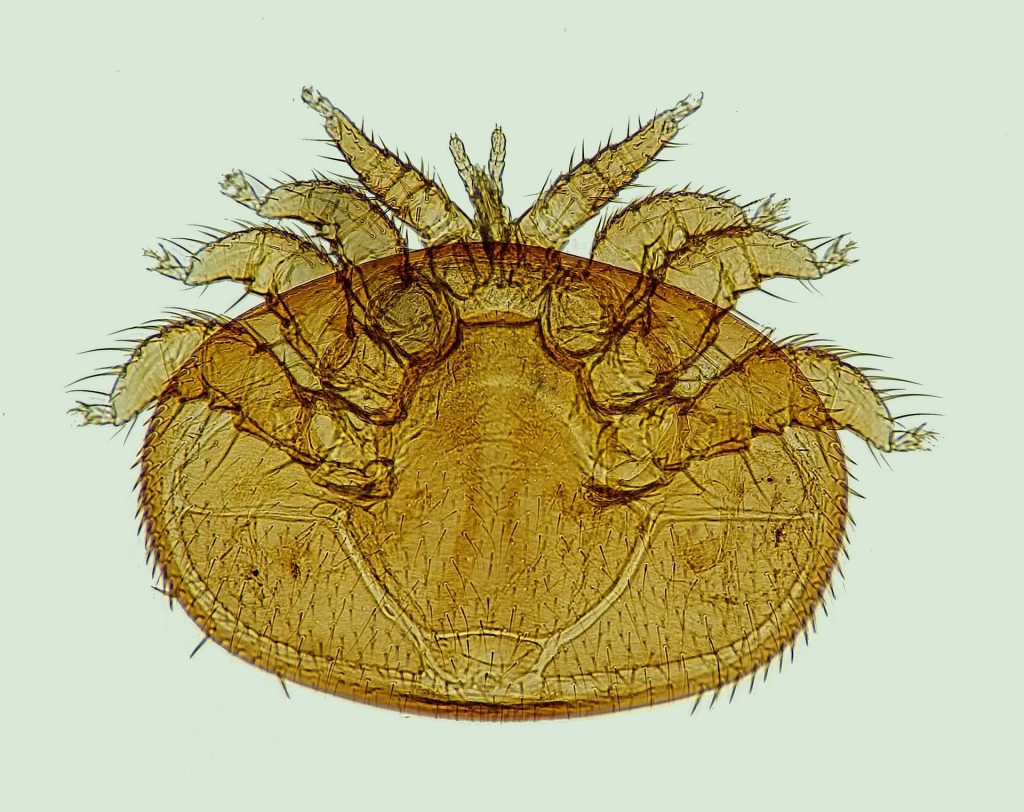 Varroa-Milbe - Lizenz des Bildes: CC0