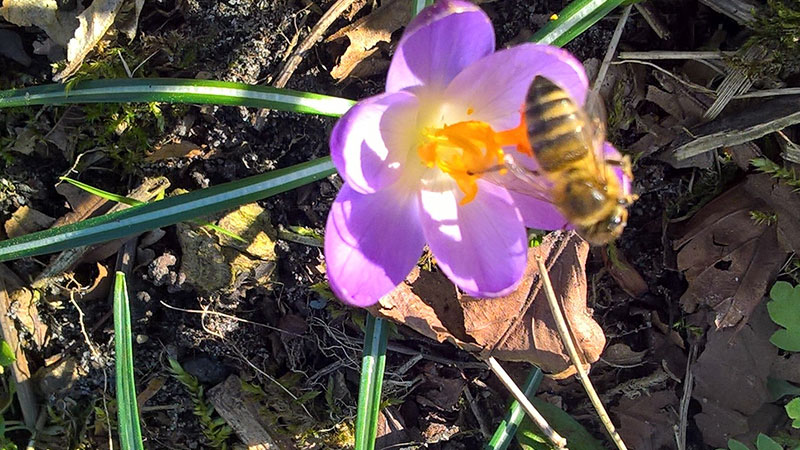 Krokusse gehören für Bienen zu den ersten Nahrungsquellen im Jahr