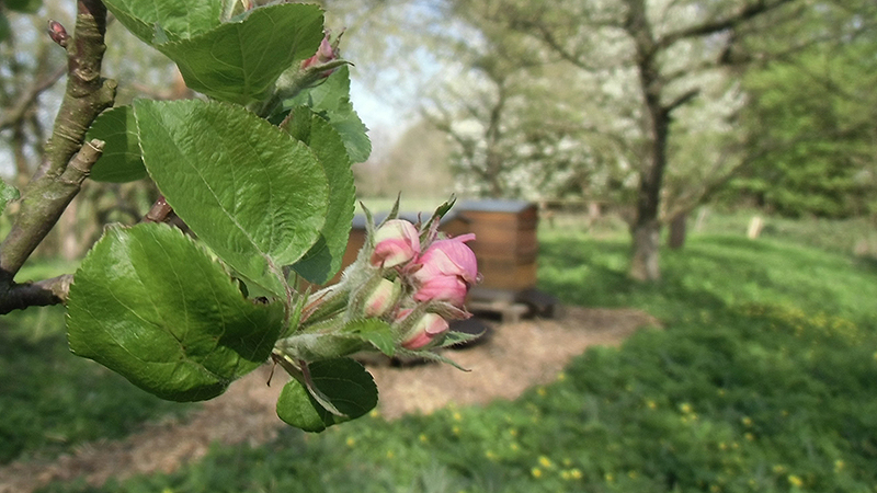 Beginn der Apfelblüte im Kreis Pinneberg