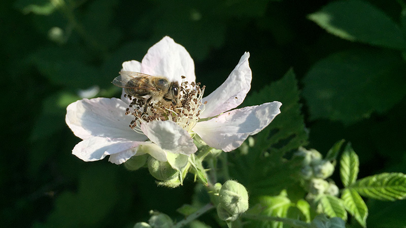 Bienen lieben die Brombeerblüte im Frühsommer