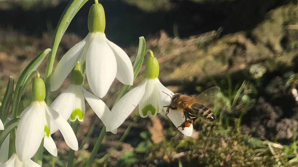 Kommen die ersten warmen Tage, freuen sich die Bienen über die Schneeglöckchen. Deutlich sieht man kleine Pollenkugeln an den Beinen. Einen Teil der Pollen nehmen die Bienen mit als Kraftfutter für ihre Jungen.